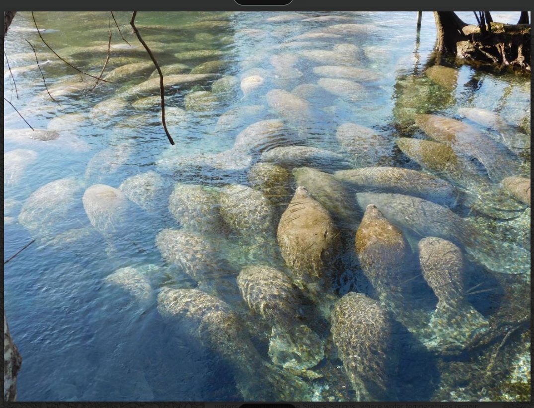 manatees in Crystal River representing the lifestyle of moving to Citrus County Florida