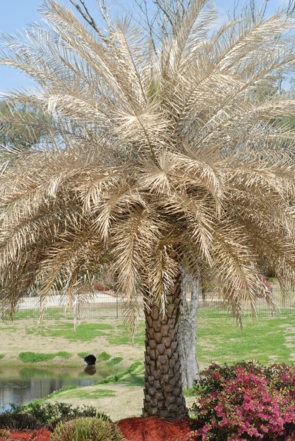 Frost-damaged palm tree and tropical plants recovering after cold weather in Central Florida