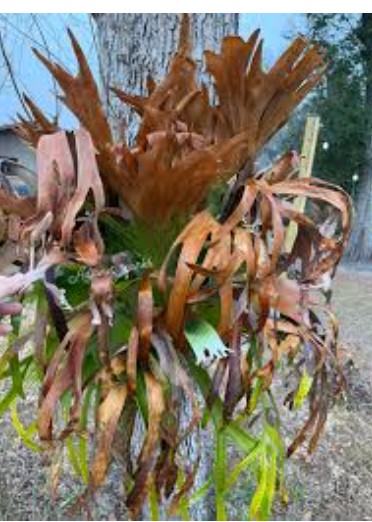 Frost-damaged palm tree and tropical plants recovering after cold weather in Central Florida